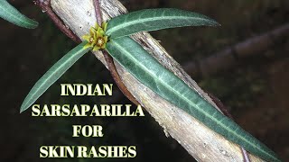 Indian sarsaparilla for Skin rashes