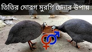 তিতির মোরগ-মুরগি চেনার উপায়। চিনা মুরগী। চায়না মুরগি। #তিতির #চিনামুরগী #short #pheasant