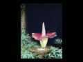 Amorphophallus titanum