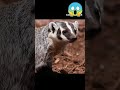 2023 and 3000 bce badger animals#animals #ytshorts # m fact