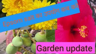 Use of Epsom salt 🧂👌 Garden update 🌸🌼🌟कब करें Epsom salt का उपयोग 👍😊🍀💯