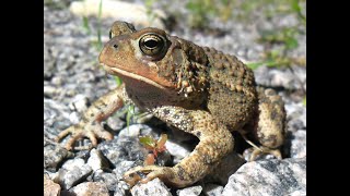 Découvrir le crapaud d'Amérique