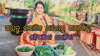 ଆସନ୍ତୁ ଖରାଦିନ ଆରମ୍ଭରୁ ଗାର୍ଡେନରୁ ପନିପରିବା ତୋଳିବା #Harvesting rooftop terrace garden