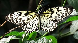 Paper Kite Butterfly (Idea leuconoe)