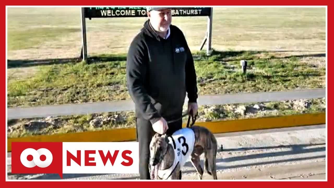 Greyhound Trainer Charged After Allegedly Giving Dog Alcohol, Sabotaging Race To Win $4000 Bet ...