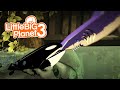 Save Me SeaWorld - Killer Whale vs. Sharks [LittleBigPlanet 3] PS5 Gameplay