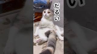 いつもこんな感じです！#youtube #shorts #かわいい #猫のいる暮らし #スコティッシュフォールド #cat #癒し #子猫 #ねこ #ダンス