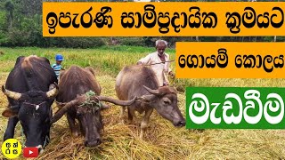 ලංකාවේ සාම්ප්‍රදායික ඉපැරණි ගොයම් මැඩවීම - Traditional paddy cultivation - Heritage of Sri Lanka