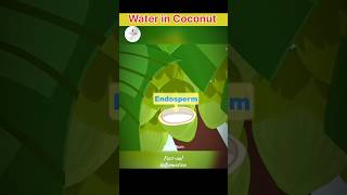 How WATER enters in COCONUT | #shorts #facts #foryou #youtubeshorts #explorepage #viralvideo #trend