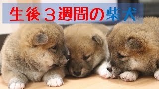 生後3週間の柴犬をコネコネコネコネ