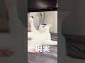 猫ちゃんのおもしろ動画を撮ろうとしたら理想と現実が違いすぎた