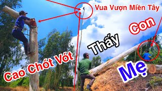 Vua Vượn Miền Tây Cưa Cây Bạch Đàn Kéo Ngã Lọt Bay Cả Người Xuống Sông