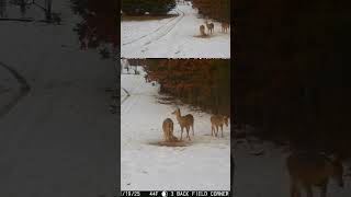 01-19-25 512 01pm Deer Eating in the Back Field. #wildlife #deer #whitetaildeer