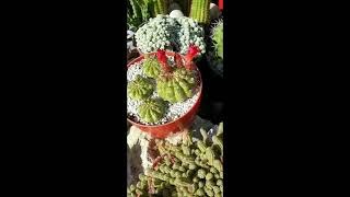 My Matucana Polzii Cactus is Blooming