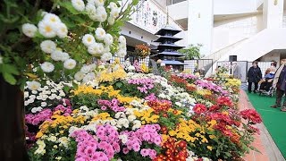 丹精の花 色鮮やかに　第５０回おびひろ菊まつり開幕