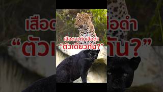 เสือดาว กับ เสือดำ มันเป็นสัตว์ตัวเดียวกันไหม!! #animals #ความรู้ #สัตว์ป่า