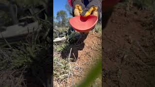 Gold detecting at Clermont Queensland with Henry and Joy