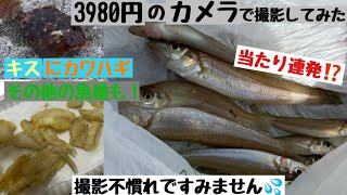 キス\u0026カワハギ釣り🎣　3980円の激安カメラで撮影！意外と綺麗に撮れました‼️【淡路島　釣り】