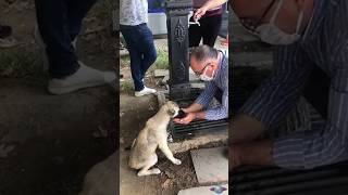 Man's Kindness to Thirsty Street Dog Melts Hearts