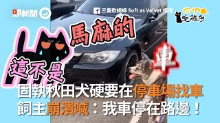 固執秋田犬硬要在停車場找自家車 飼主崩潰喊：我車停在路邊｜你們毛很多｜寵物隨手拍｜狗