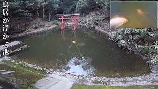 鳥居が浮かぶ池を、水中ドローンで探索してみた！