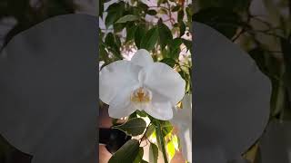 Белая орхидея🤍💛🤍 White orchid