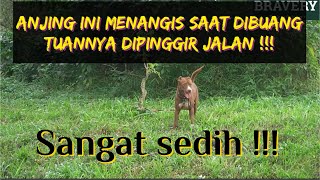 ANJING INI MENANGIS SAAT DIBUANG TUANNYA DIPINGGIR JALAN | BENAR BENAR CINTA TANPA SYARAT