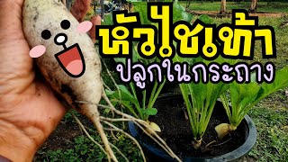 #หัวผักกาด ลดน้ำหนักได้ ไฟเบอร์สูง  #หัวไชเท้า มือใหม่ปลูกได้ ง่ายๆในกระถาง 1เดือนกว่าๆ ได้กิน🌱🌱