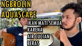 Bahas Pengalaman Main Aquascape bareng Scaper Pemula | Ikannya Mati Semua Karena Air Cucuian Beras