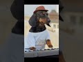 Swag dog the keyboard dog 🎹 #dachshund #dog #shorts