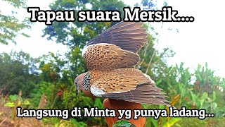 Tapau suara mersik penguku‼️langsung di minta yg punya ladang🔥🔥