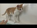 お風呂？氷？水道水？ねこは水がキライとよく聞きますが、、、【保護猫と沖縄で暮らす】