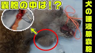 犬の唾液腺嚢胞