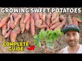 The Best Guide To GROWING SWEET POTATOES On The Internet!