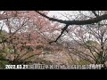 2022.03.21. 陽明山 橘 咖啡的盛開櫻花