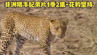 非洲猎手纪录片1季2集-展示非洲大草原野生动物捕猎生活-花豹坚持