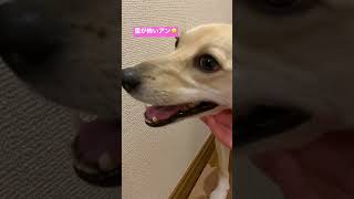 雷を怖がる犬。お祭りの音とかも苦手です🙅‍♀️ #doglover #dogs #mixdog #mixedbreed #いぬのいる生活 #元保護犬 #犬との暮らし #犬との生活