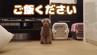 毎日ご飯の1時間前から圧をかけるトイプードルに飼い主もタジタジ…