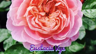 David Austin Eustacia Vye | English Shrub Rose #shorts #rose