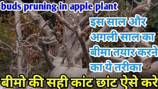 buds pruning in apple plant||बीमो की कांट छांट कैसे करें||अंदर की pruning ऐसी होनी चाहिए||pruning