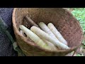 karenni new video 2024 “ let’s go to find bamboo shoots at forest “ by refugee phu