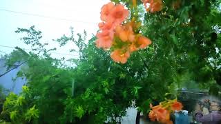 తొలకరి చిరుజల్లులు ll Raining is Beautiful ll