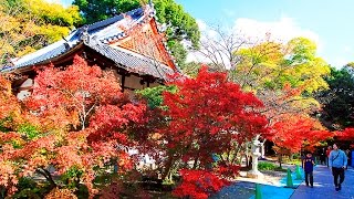 絕美京都楓葉情 Autumn colors momiji leaves in Kyoto Japan