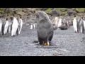 seal fucks penguin repeatedly