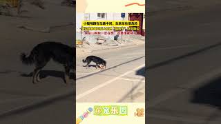 小猫咪蹲在马路中间，车来车往很危险 旁边狗狗看到后上前把“猫孩子”叼到路边 网友：狗狗一定在想，这是谁家孩子 #宠乐园 #轻松一刻 #动物