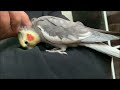 cockatiels always throw themselves into your arms every day 😂 the joy of raising cockatiels