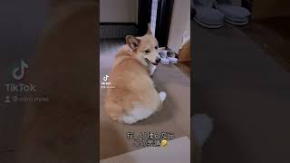 【TikTok】音に合わせて、コーギーのおしりを揉んだら、、、😅