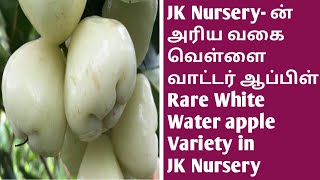 JK Nurseryயின் அரியவகை வெள்ளை வாட்டர் ஆப்பிள் | JK Nursery n Rare White Water Apple W-Apps9894256188