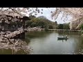 奈良公園🦌2018年4月1日浮御堂の桜満開 nara park ukimido cherry blossom