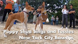 Puppy Shua Sings and Tussles - New York City Basenji Meetup - 18 June 2023